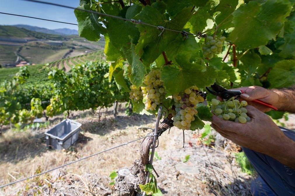 Seca: Viticultores do Douro preparam vindima de incertezas