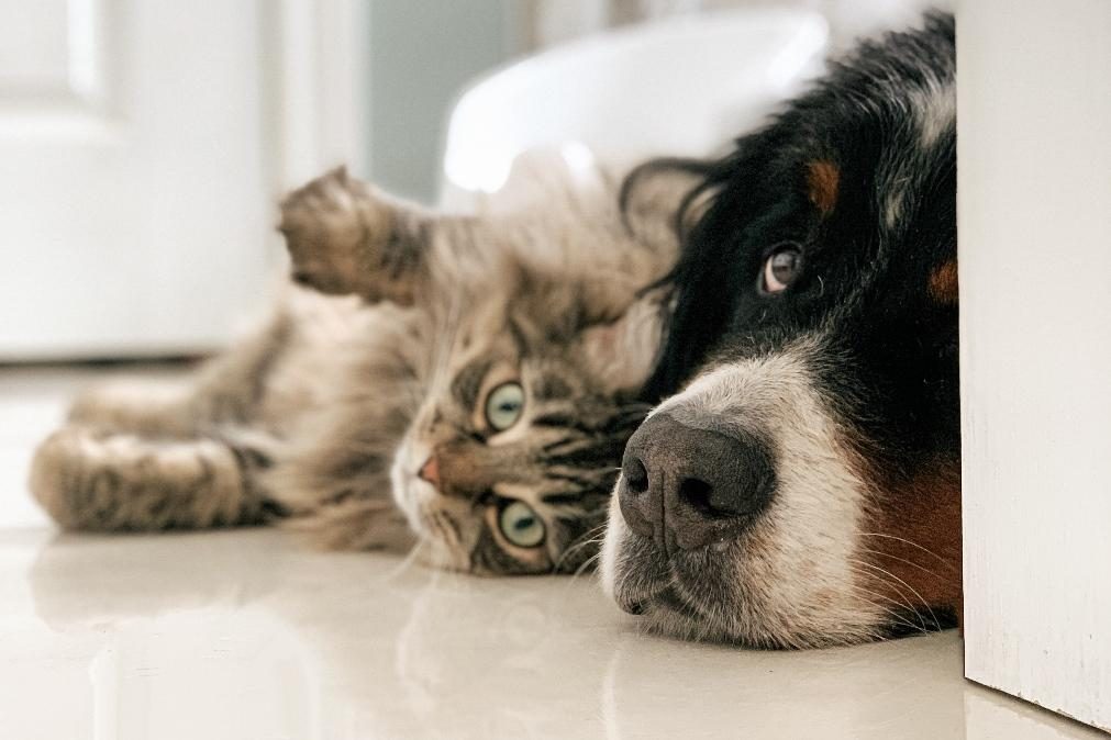 Ter cão ou gato associado a menos alergias alimentares em crianças