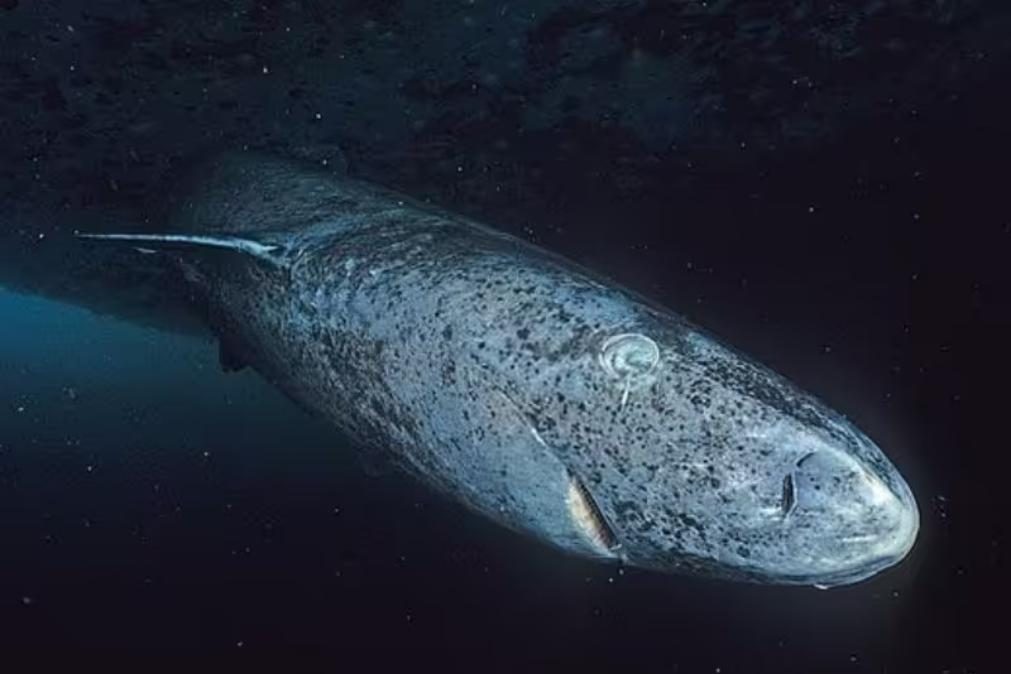 Tubarão de 390 anos considerado o animal mais velho da Terra [vídeo]