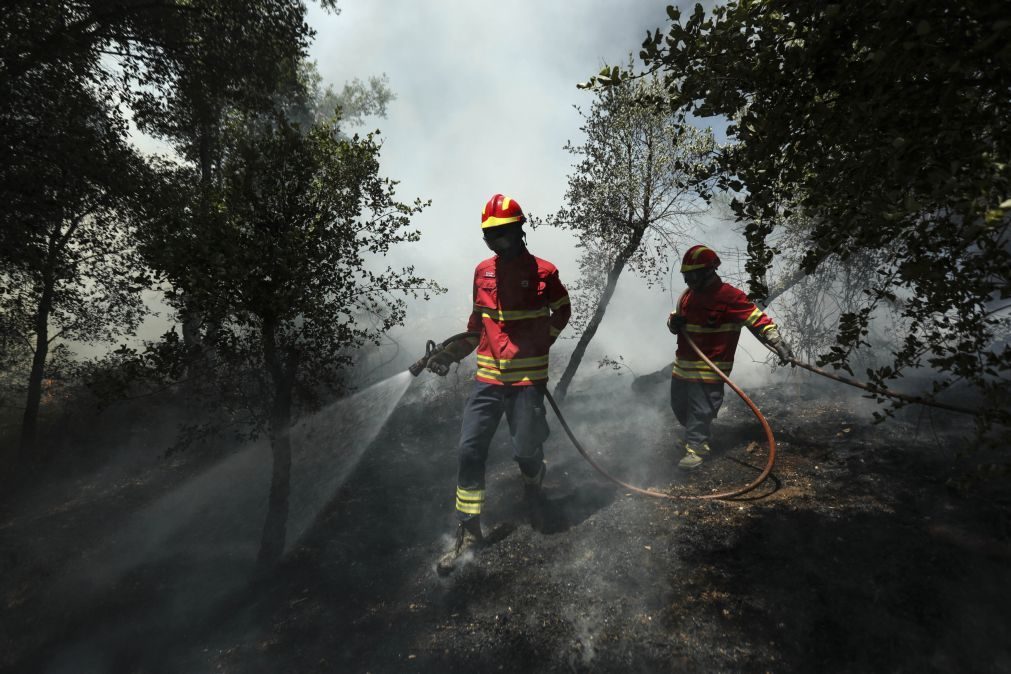 Mais de 3 mil ovelhas mortas em Oliveira do Hospital devido ao fogo