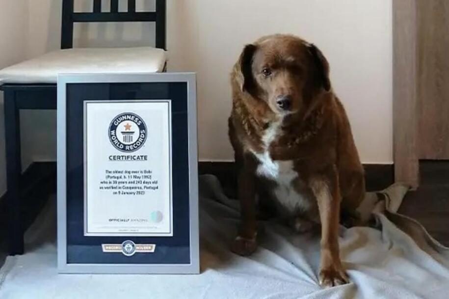 Cão mais velho do mundo é português, celebra mais um ano e vai ter festa de arromba