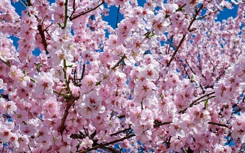 Primavera - Conheça as alterações hormonais e saiba como equilibrá-las