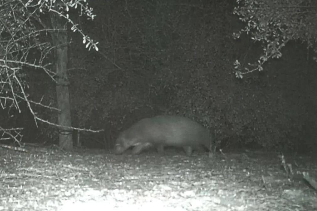 Animal misterioso deixa funcionários de parque incrédulos