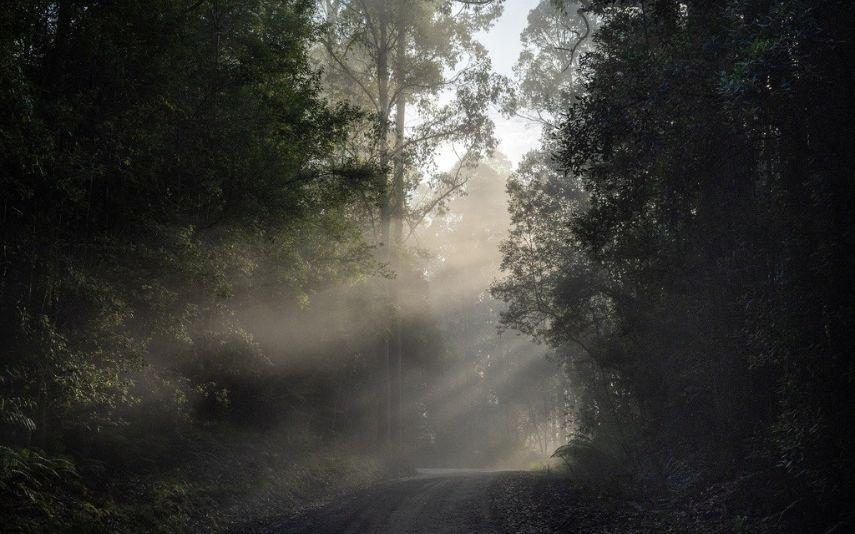 Austrália - Mulher sobrevive cinco dias perdida na floresta só com vinho e doces