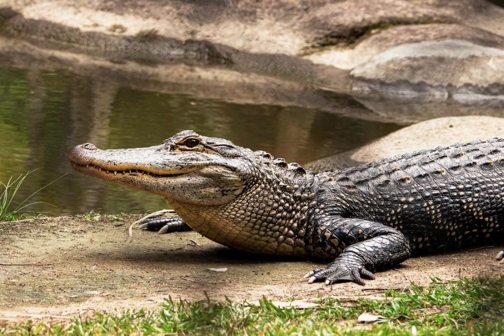 Segredo para ser saudável envolve sangue de crocodilo e álcool