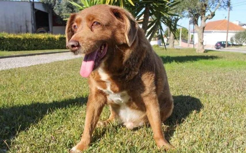 Bobi Morreu cão português de 31 anos. Era o mais velho do mundo.