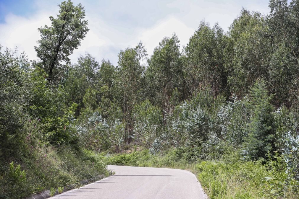 Ambientalistas alertam para situação preocupante dos habitats florestais