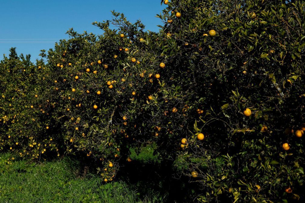 Agricultura algarvia precisará de 100 ME a manter-se cenário atual de seca