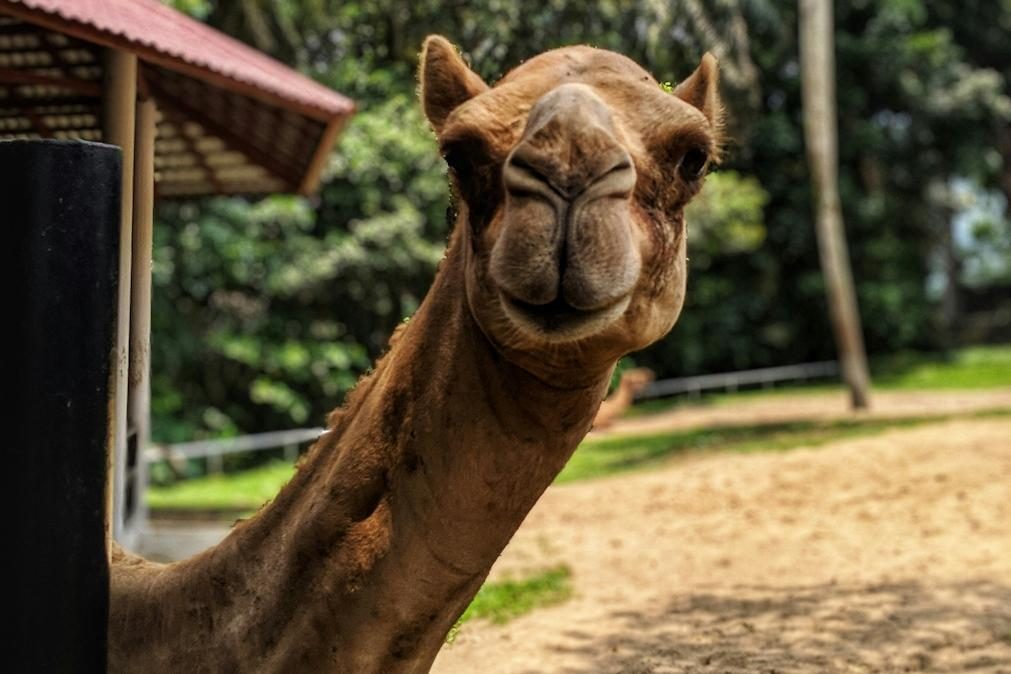 O camelo vai substituir a vaca na produção industrial de leite