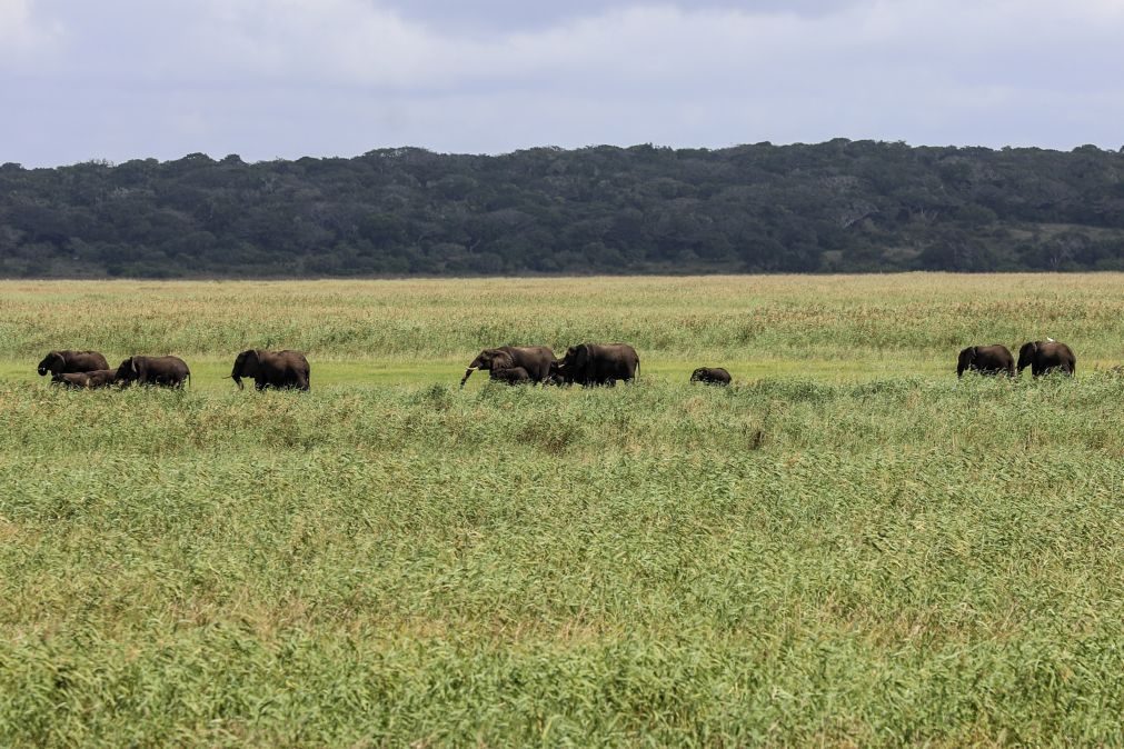 Parques moçambicanos receberam mais de 1.400 animais da África do Sul