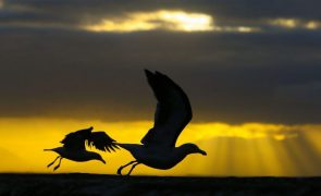 Gripe das aves detetada em gaivotas em Portugal