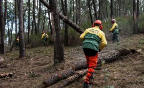 Governo aprova 1,5 ME para equipamentos de proteção de sapadores florestais