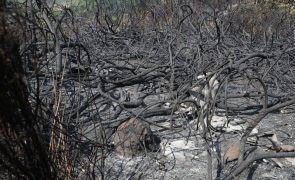 Fogo na Ponta do Sol está contido em zonas distantes de habitações