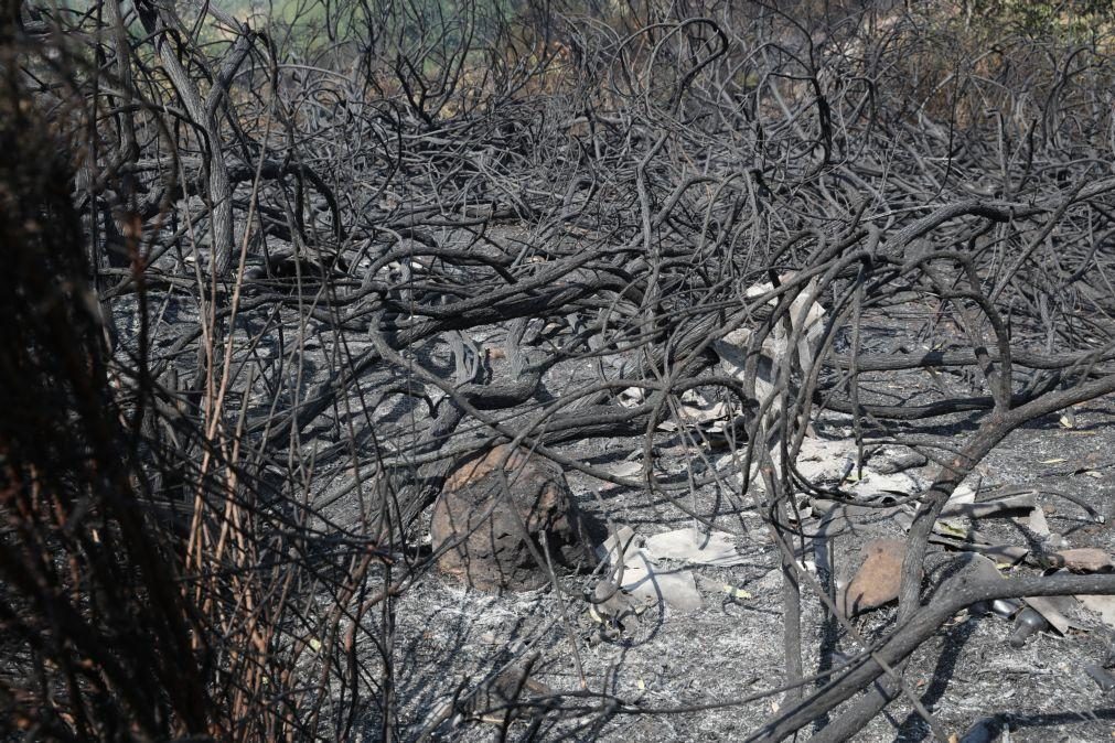 Fogo na Ponta do Sol está contido em zonas distantes de habitações