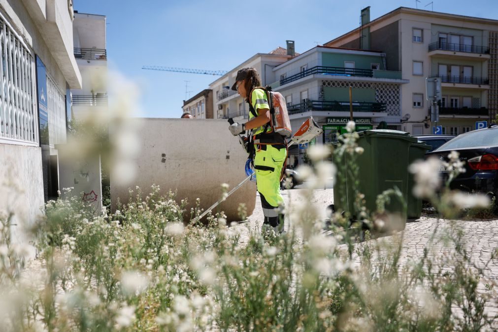 Ervas daninhas crescem pelos passeios de Lisboa e obrigam ao reforço dos trabalhos de deservagem