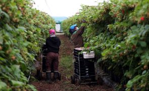 Agricultura tem falta crónica de trabalhadores e contratação de estrangeiros é imprescindível