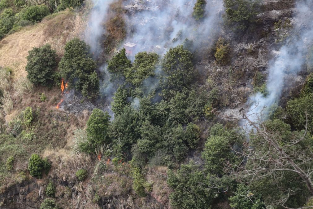 Campanhas de arborização são normalmente a 