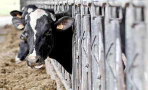 Produtores de leite querem mais estabilidade para garantir equilíbrio do setor