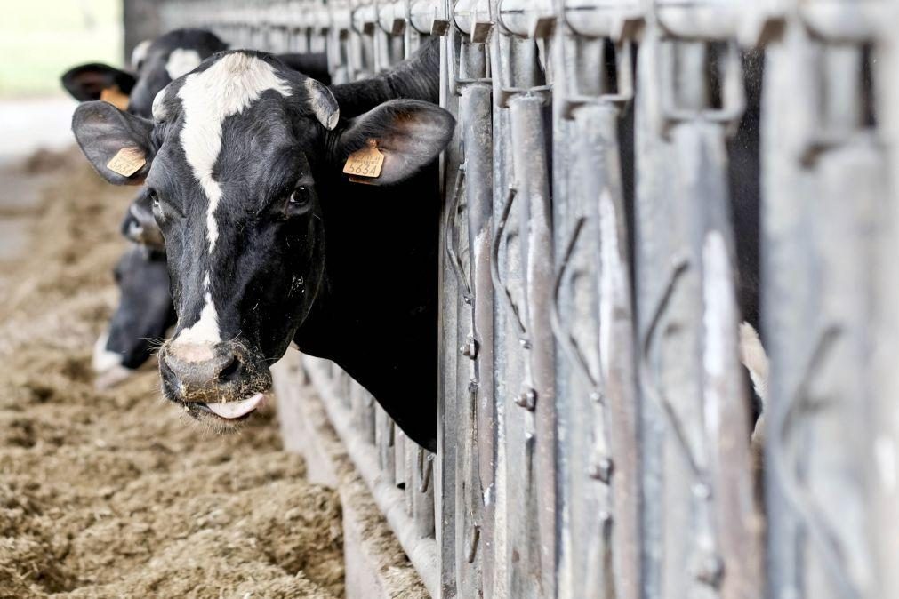 Produtores de leite querem mais estabilidade para garantir equilíbrio do setor