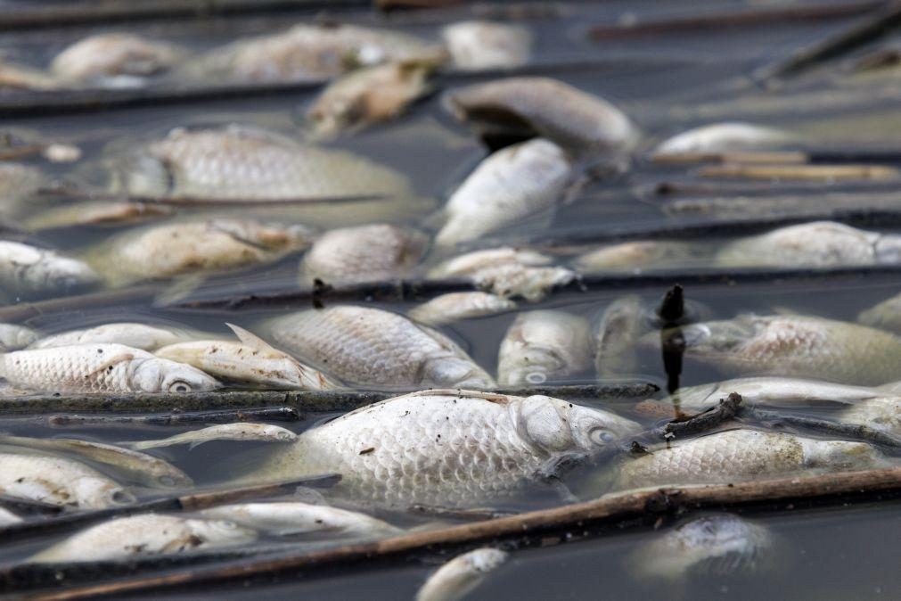 Governo grego declara estado de emergência por toneladas de peixes mortos