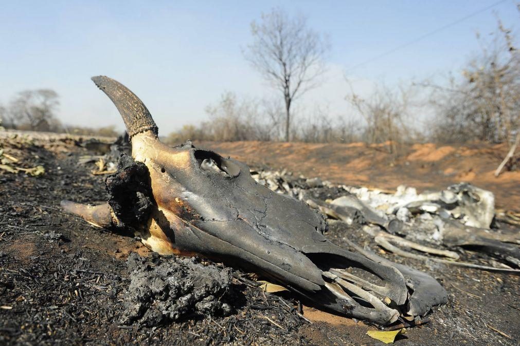 Mais de 04 milhões de hectares ardidos na Bolívia em 03 meses