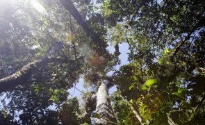 Captura de gases libertados por inaladores exige plantar 1,3 milhões de árvores