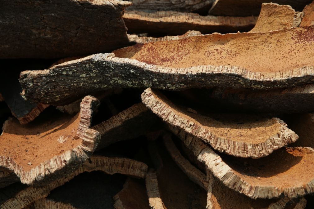 Produtores exigem reforço da vigilância e penas com roubos de cortiça a agravarem-se