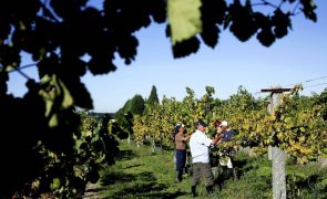 Vindimas nos vinhos verdes com qualidade que há muito não se via