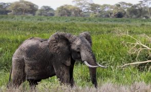 Zimbabué vai abater cerca de 1.000 elefantes para aliviar fome causada pela seca