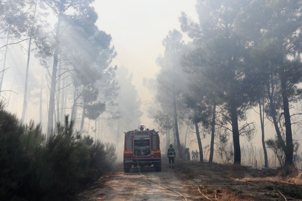 Quase 800 operacionais combatem fogos em Oliveira de Azeméis e Castelo Branco