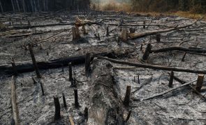 Incêndios florestais causam pelo menos 15 mortos no Peru