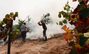 Chamas destruíram oito mil hectares em Penalva do Castelo