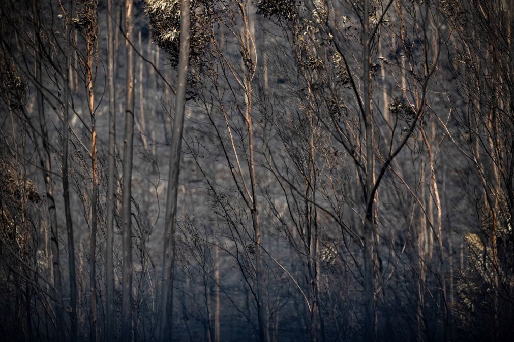 Entre 30 a 40% dos apicultores do Norte e Centro com perdas de produção devido aos incêndios