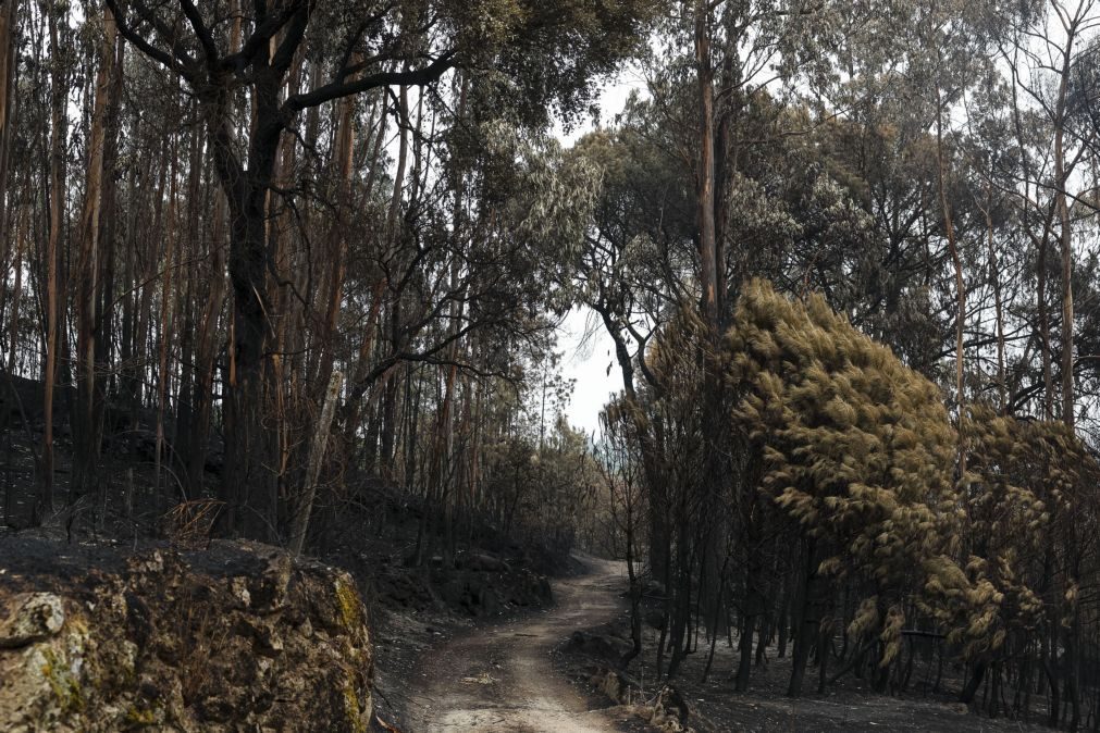 Época mais crítica termina hoje marcada pelos fogos que mataram 9 pessoas