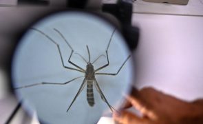 Cabo Verde declara situação de contingência por causa da dengue