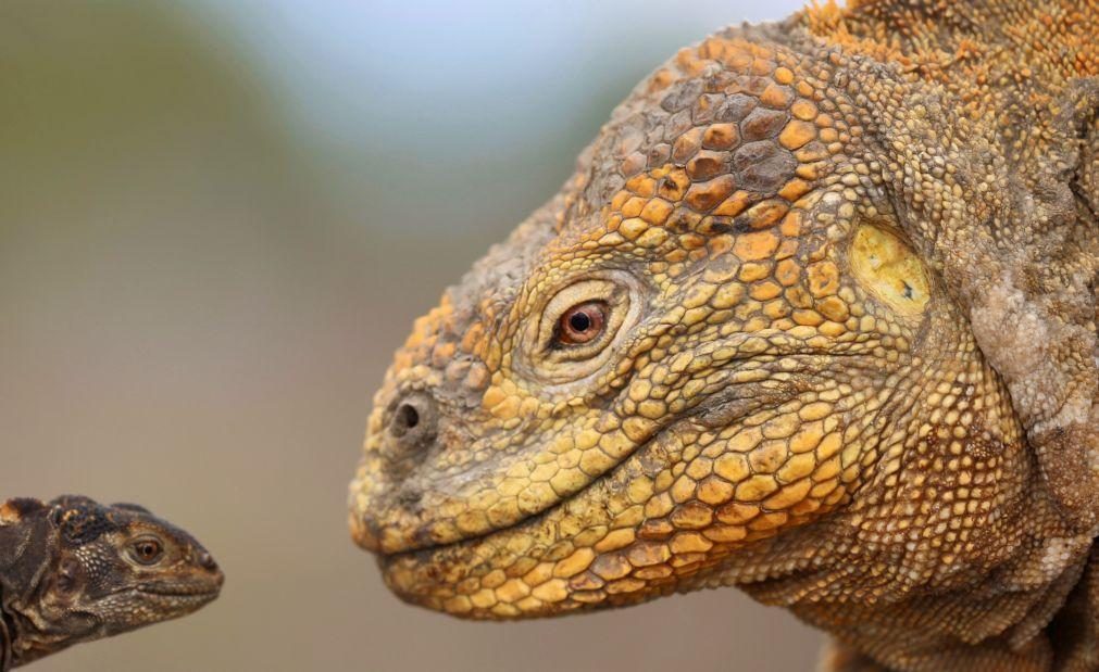 População de iguanas amarelas em vias de extinção nas Galápagos está em recuperação