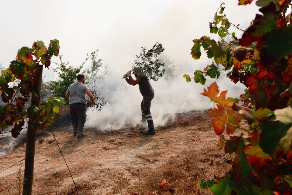 Mangualde com prejuízo superior a um milhão de euros no setor agrícola devido aos fogos