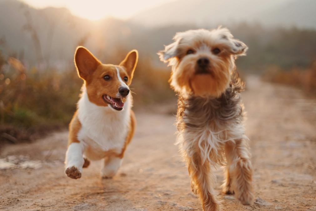 As melhores cidades para levar o seu animal de estimação