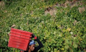 Douro quer saber quantas uvas ficaram por vindimar em 2024