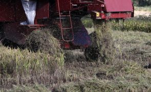 Investigadores querem tornar arroz português mais resistente às alterações climáticas