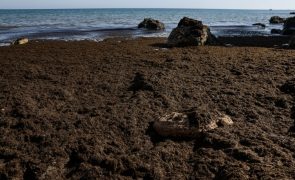 Remoção de algas nas praias de Portimão deverá ficar concluída na próxima semana