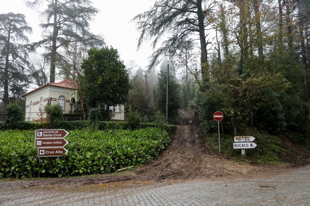 Mata do Bussaco é a primeira floresta terapêutica da Península Ibérica