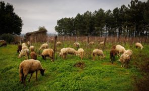 Vírus da língua azul atinge todos os distritos e só Açores e Madeira estão livres