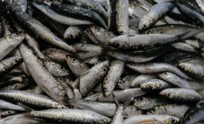 Pesca da sardinha deverá ocorrer até ao final do mês