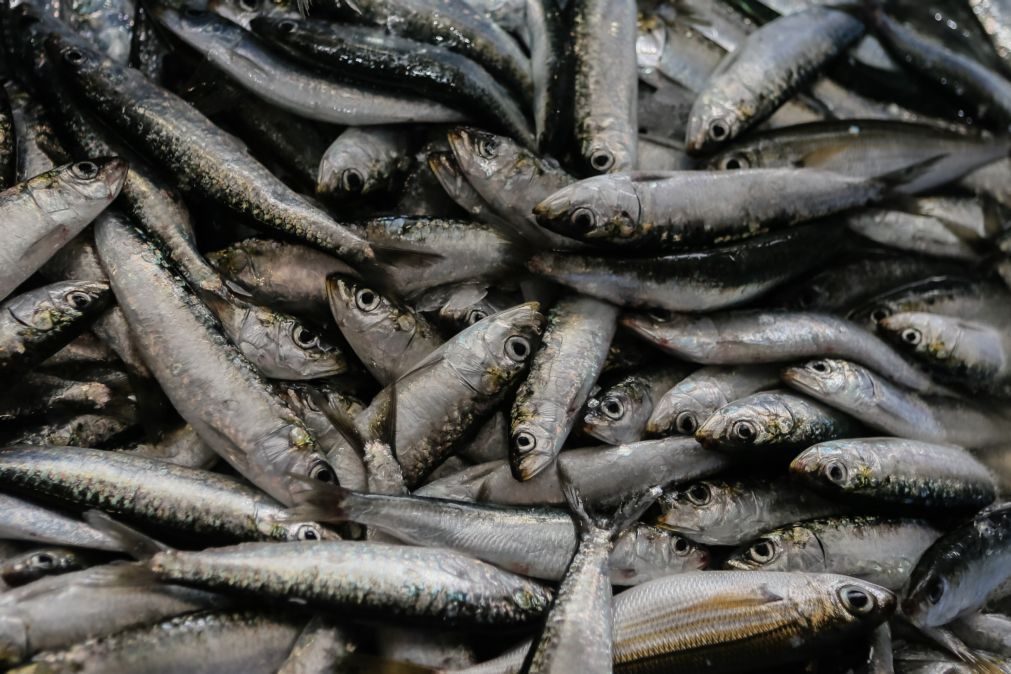 Pesca da sardinha deverá ocorrer até ao final do mês