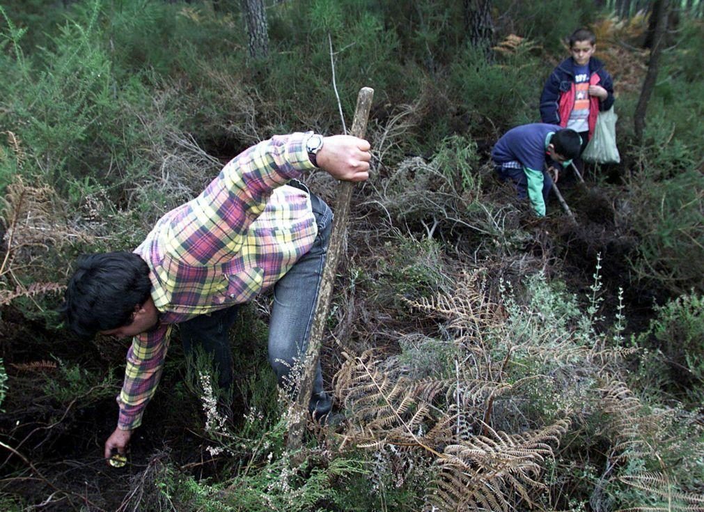 Diminuição de pinheiros reduz produção de míscaros na zona de Sátão