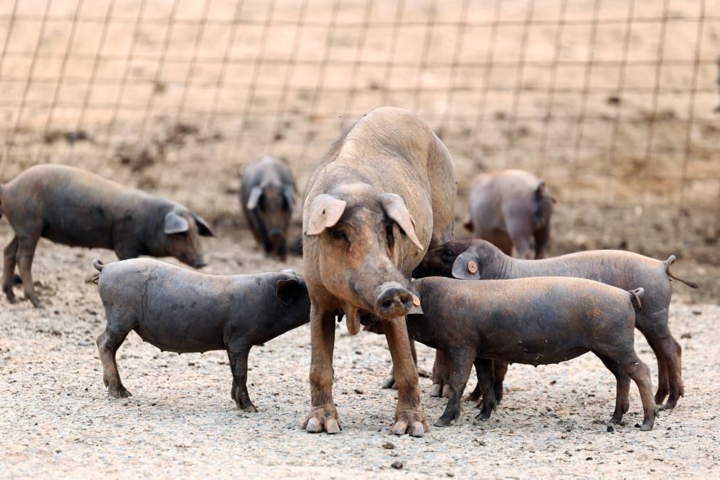 Portugal já pode exportar carne de suíno para Singapura após 