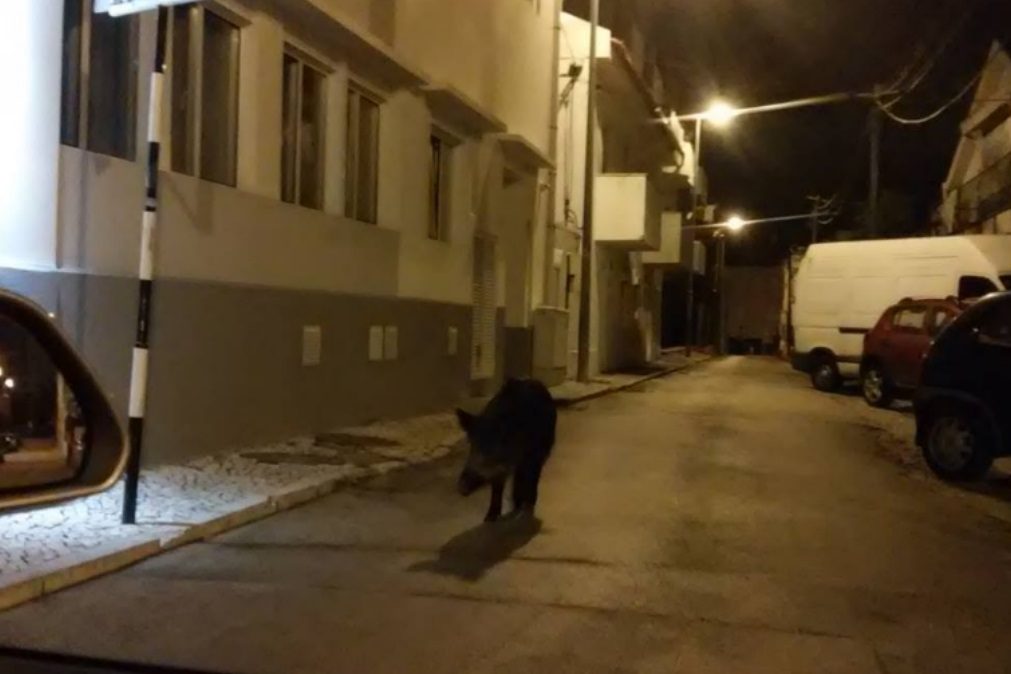 Pânico na cidade. Javalis invadem a Costa de Caparica (Vídeo)