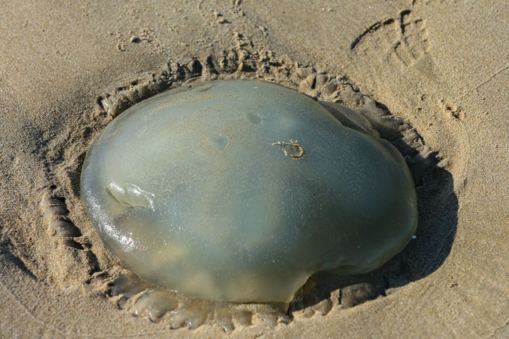 Autoridade Marítima alerta para perigos de caravela-portuguesa em praias do Algarve