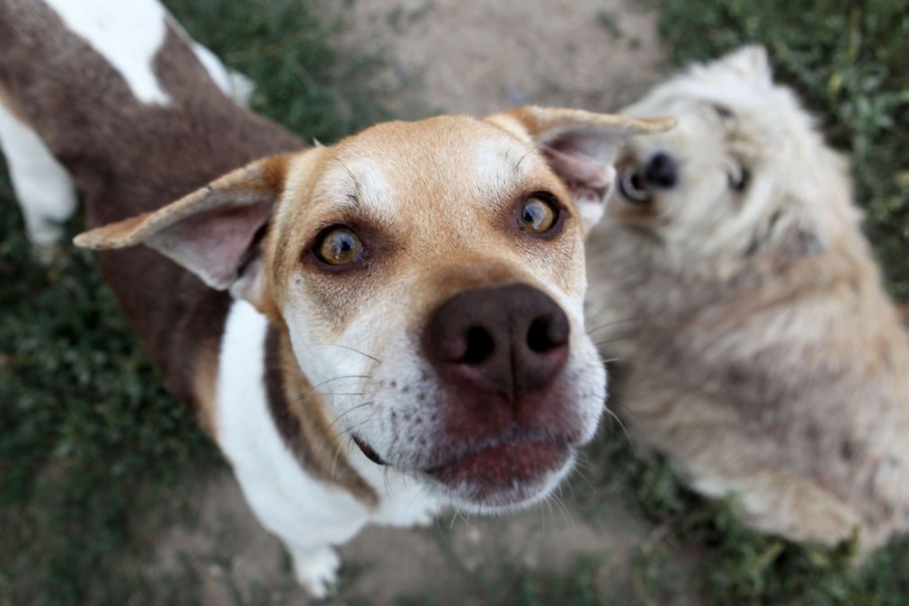 Número de animais abandonados está a aumentar em Portugal